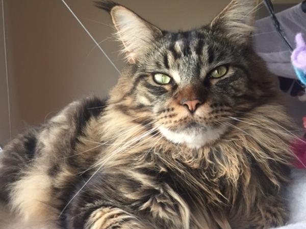 Housesitting assignment in Benalmádena, Spain