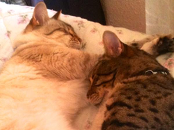 Housesitting assignment in Fréjus, France