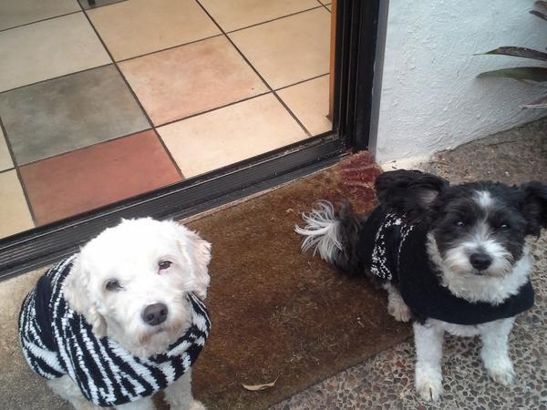 Housesitting assignment in Tamborine Mountain, QLD, Australia