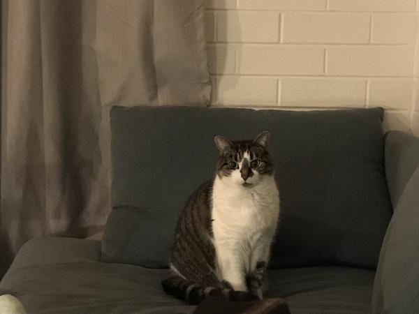 Housesitting assignment in Canberra, Australian Capital Territory, Australia
