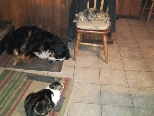 Housesitting assignment in Saint-Hilaire-du-Harcouët, France