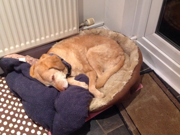 Housesitting assignment in Bath, United Kingdom