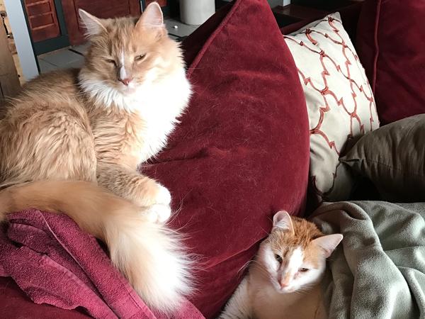 Housesitting assignment in Chicago, Illinois, United States
