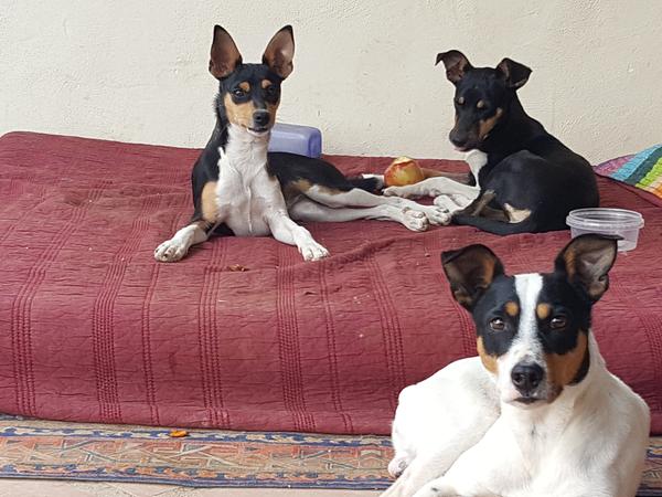Housesitting assignment in Coín, Spain
