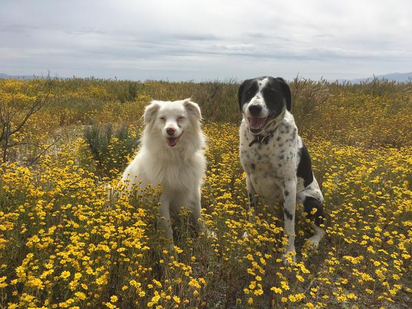 Housesitting assignment in Santa Margarita, California, United States