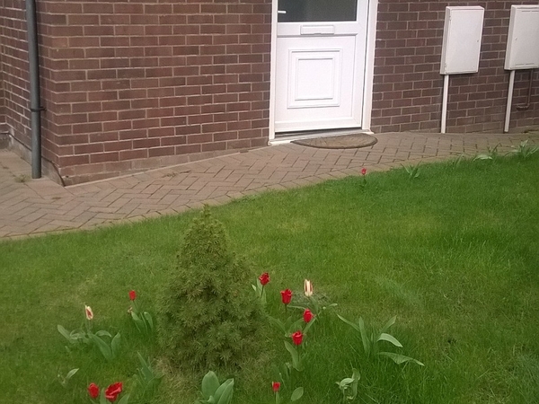 Housesitting assignment in Luton, United Kingdom