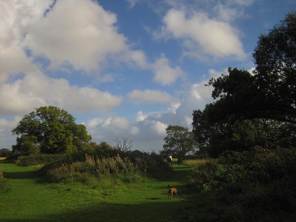 Housesitting assignment in Angmering, United Kingdom