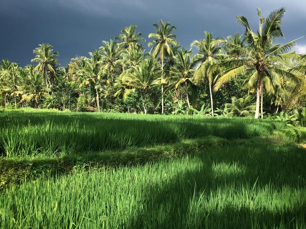 Housesitting assignment in Ubud, Indonesia