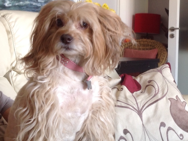 Housesitting assignment in Lisbon, Portugal