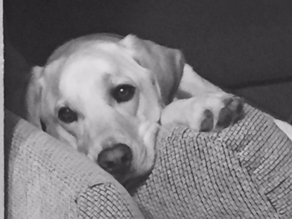 Housesitting assignment in Phoenix, AZ, United States