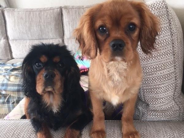 Housesitting assignment in Southport, United Kingdom