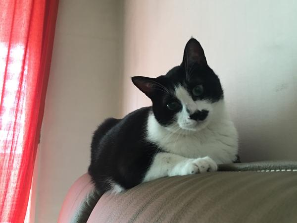 Housesitting assignment in Seongnam-si, South Korea