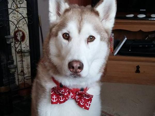 Housesitting assignment in Portsmouth, United Kingdom
