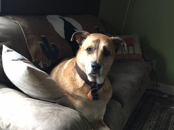 Housesitting assignment in Ventura, CA, United States