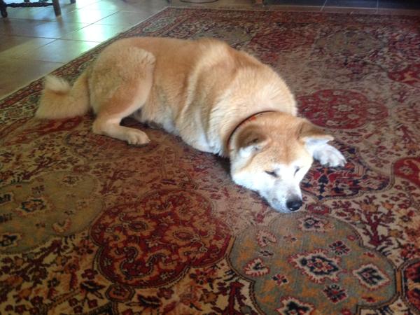 Housesitting assignment in Chantilly, France