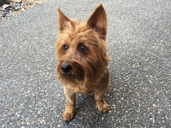 Housesitting assignment in Vernon, BC, Canada