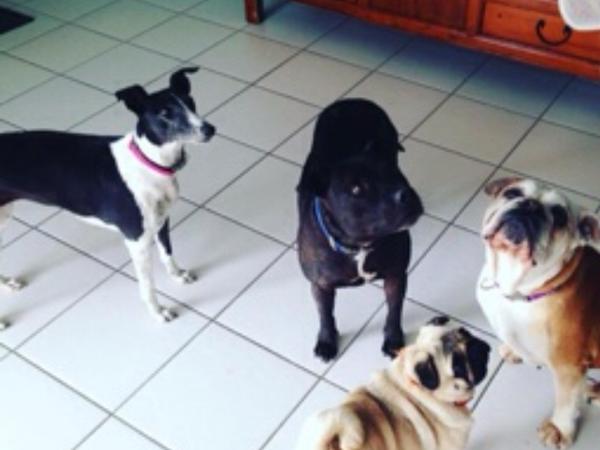 Housesitting assignment in Worragee, NSW, Australia