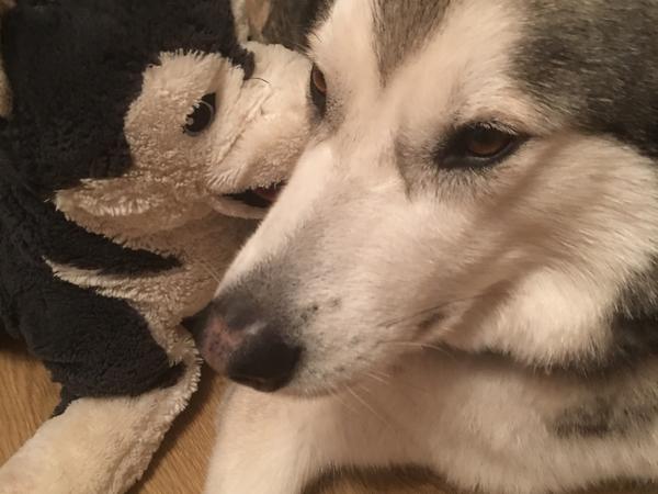 Housesitting assignment in Nottingham, United Kingdom