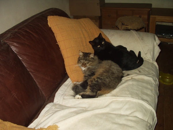 Housesitting assignment in Guilliers, France