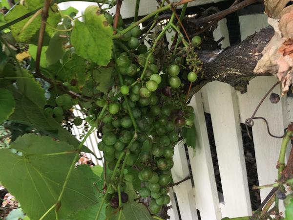 Housesitting assignment in Carina Heights, QLD, Australia