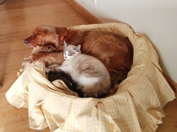 Housesitting assignment in Montcuq, France