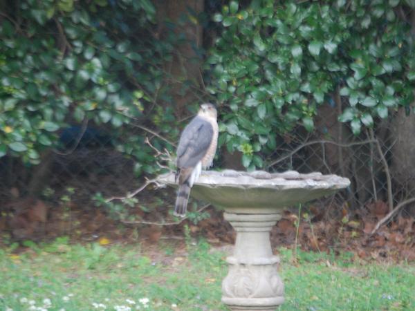 Housesitting assignment in Lafayette, Louisiana, United States