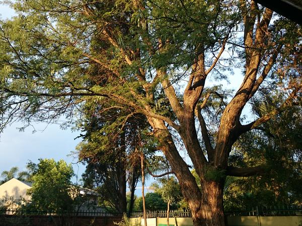 Housesitting assignment in Centurion, South Africa