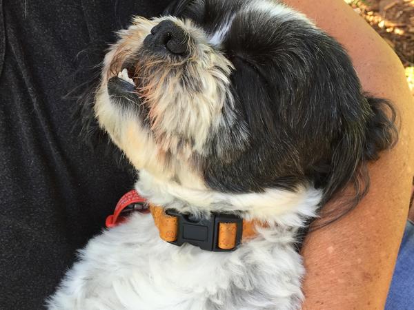 Housesitting assignment in Moss Vale, New South Wales, Australia
