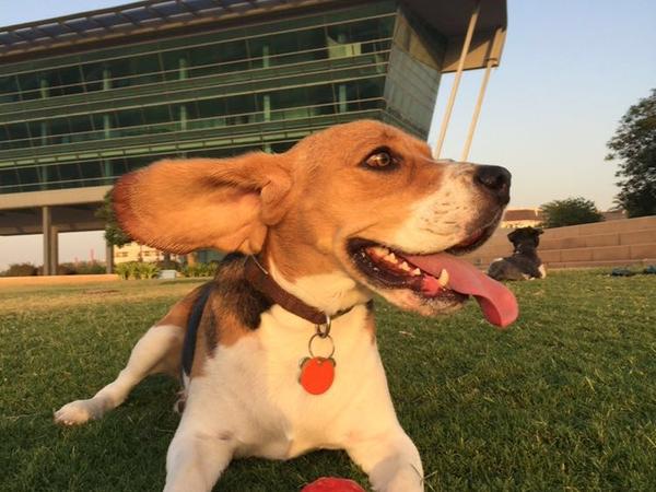 Housesitting assignment in Mowaileh Commercial, United Arab Emirates