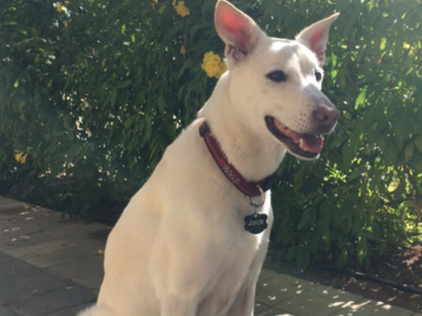 Housesitting assignment in Mowaileh Commercial, United Arab Emirates