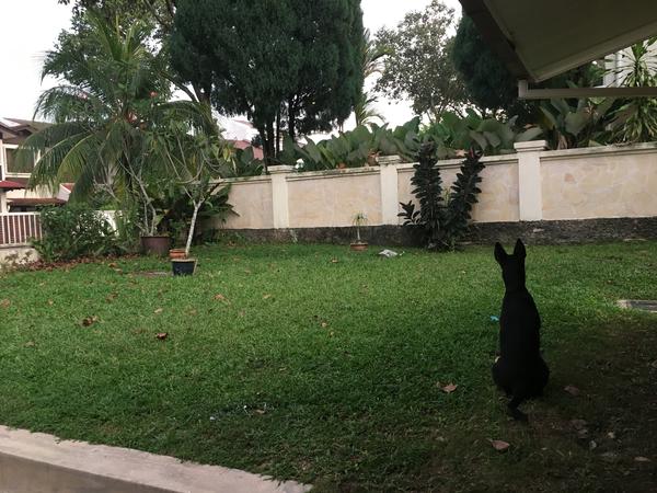 Housesitting assignment in Kuala Lumpur, Malaysia