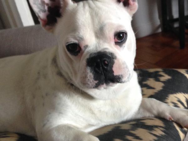 Housesitting assignment in Madrid, Spain