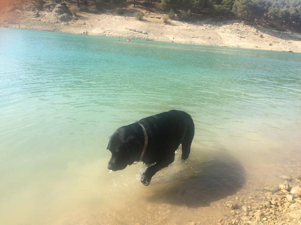 Housesitting assignment in Troon, United Kingdom