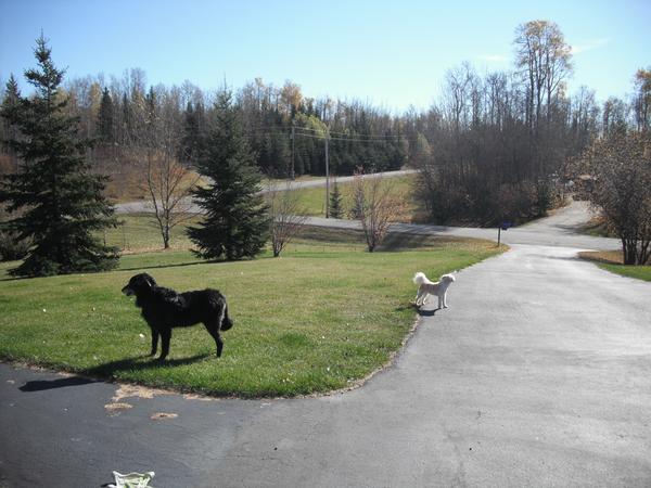 Housesitting assignment in Stony Plain, AB, Canada