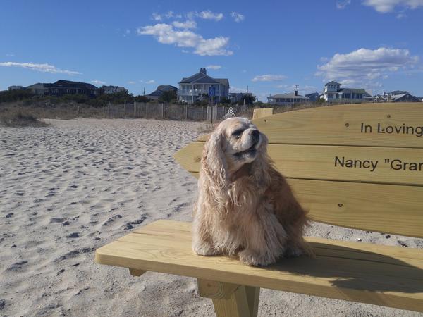 Housesitting assignment in Wrightsville Beach, North Carolina, United States