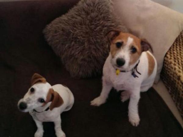 Housesitting assignment in Joondalup, Western Australia, Australia