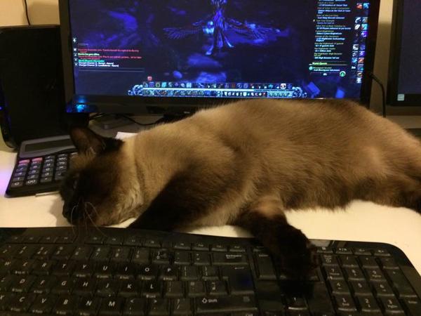 Housesitting assignment in Bournemouth, United Kingdom