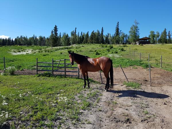 Housesitting assignment in Vanderhoof, BC, Canada