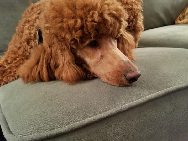 Housesitting assignment in Prairie Village, KS, United States