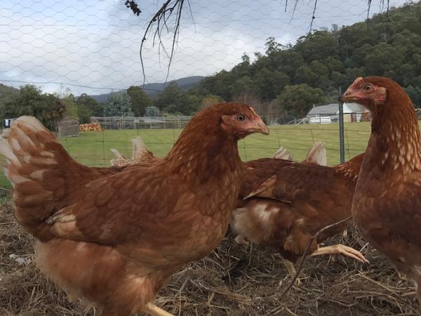 Housesitting assignment in Snug, TAS, Australia