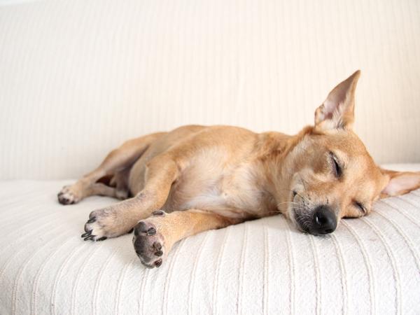 Housesitting assignment in Limassol, Cyprus