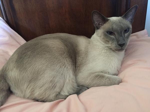 Housesitting assignment in Contin, United Kingdom