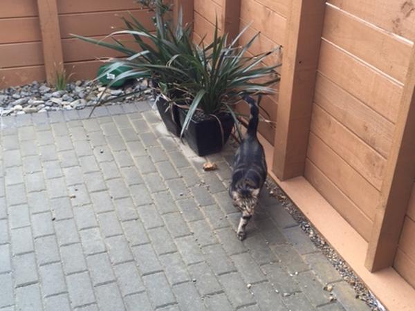 Housesitting assignment in Wellington, New Zealand