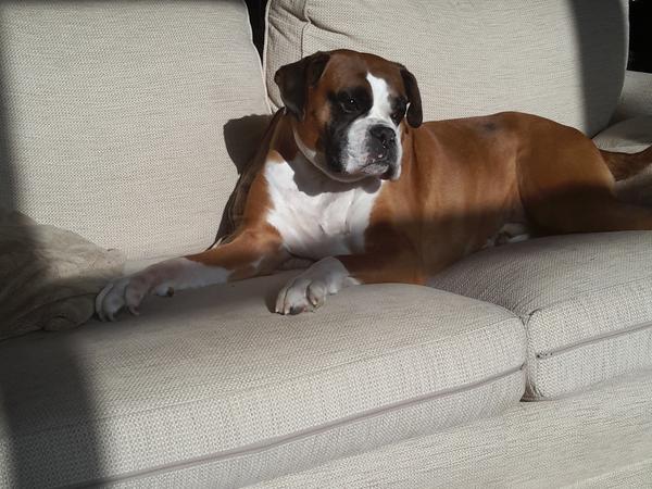 Housesitting assignment in Rushden, United Kingdom