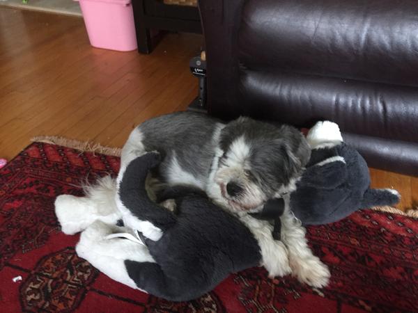 Housesitting assignment in Halifax, Nova Scotia, Canada
