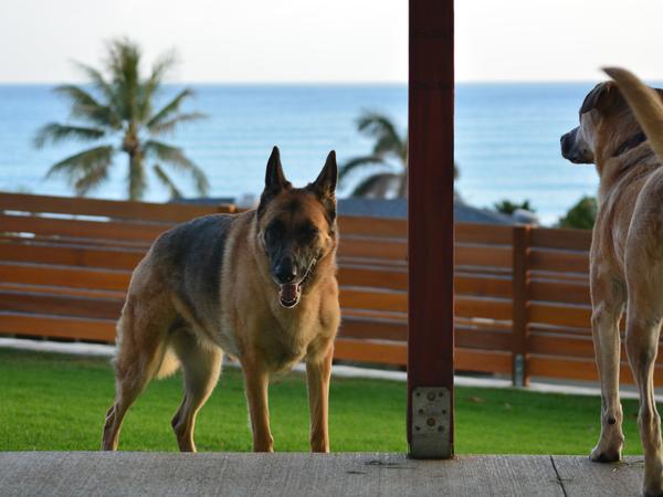 Housesitting assignment in Kailua, Hawaii, United States