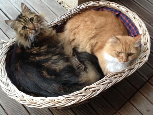 Housesitting assignment in Williamstown North, Victoria, Australia