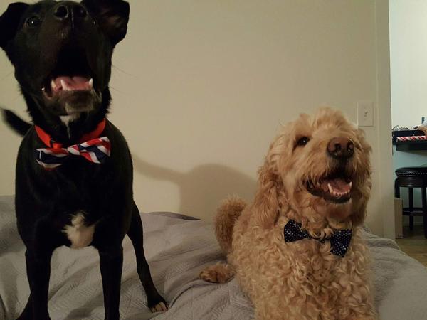 Housesitting assignment in Columbus, OH, United States
