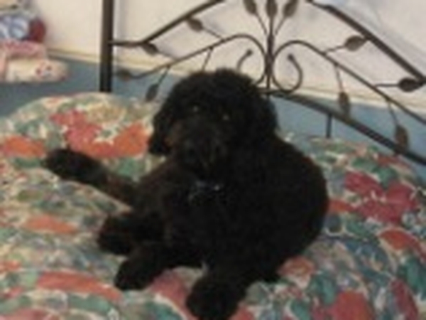 Housesitting assignment in London, Ontario, Canada
