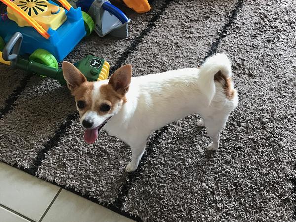 Housesitting assignment in Ballina, NSW, Australia